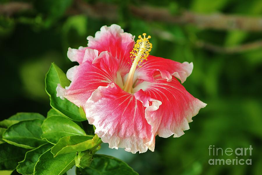 Hybrid Hibiscus Photograph by Craig Wood