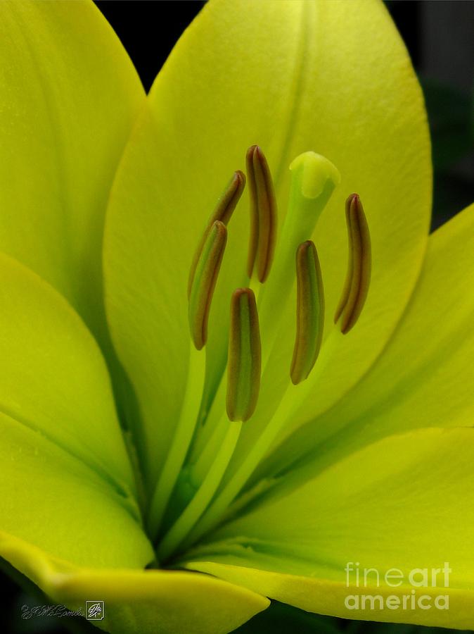 Hybrid Lily named Trebbiano Photograph by J McCombie