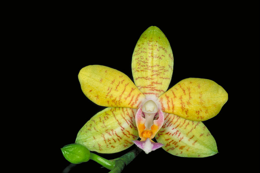 Hybrid Orchid Photograph by Simon D. Pollard