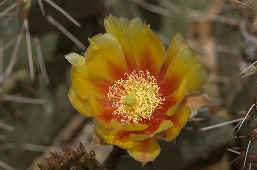 Hybrid Prickly Pear Photograph by Mel Burke - Fine Art America