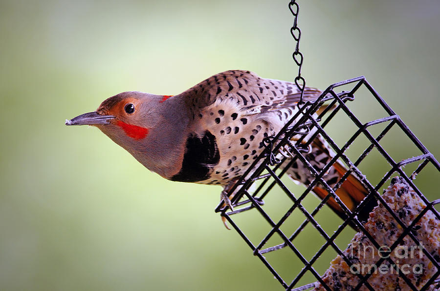 Intergrade Red Shafted and Yellow Shafted Northern Flicker male Photograph by Sharon Talson