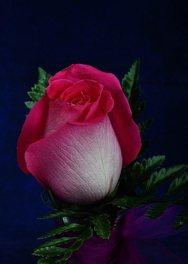 Hybrid Rose Photograph by Michael Gordon