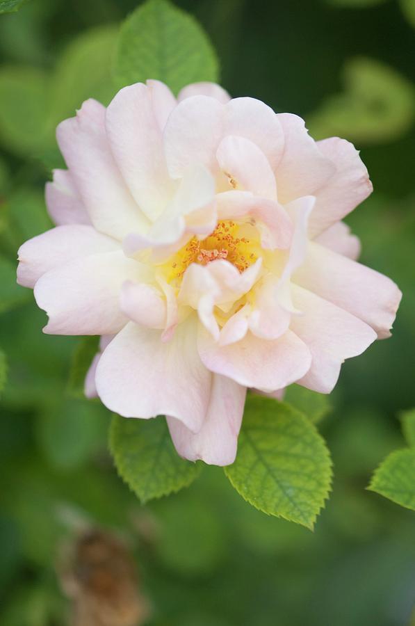 Hybrid Rose (rosa f. J. Lindheimer) Photograph by Maria Mosolova/science Photo Library