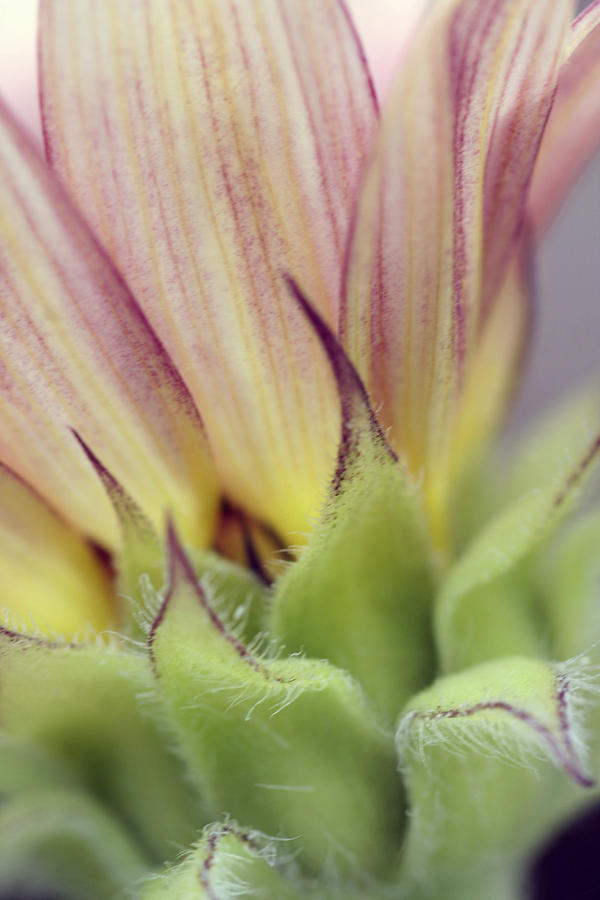 Hybrid Sunflower Photograph by Holly Ethan