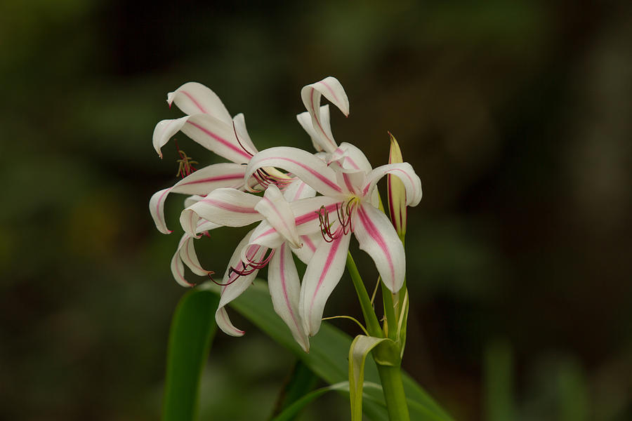 Hybrid Swamp Lily Photograph by Doug McPherson