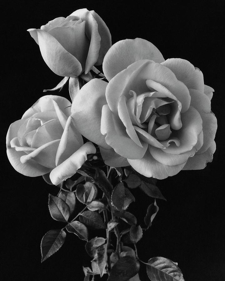 Hybrid Tea California Roses Photograph by Edwin T. Merchant