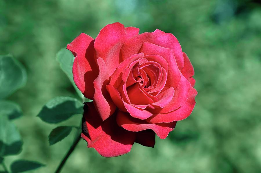 Hybrid Tea (ingrid Bergman) Photograph by Brian Gadsby/science Photo Library