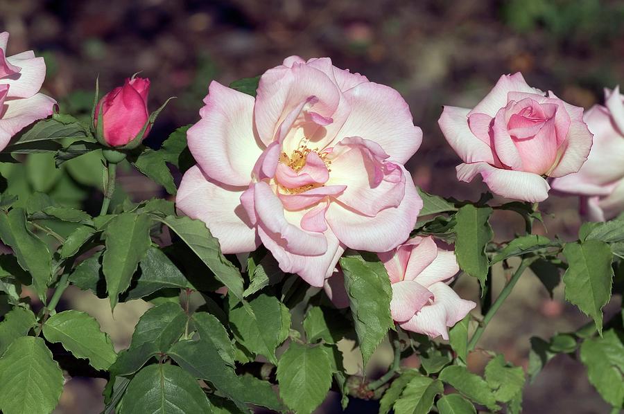 Hybrid Tea (lady Waterlow) Photograph by Brian Gadsby/science Photo Library