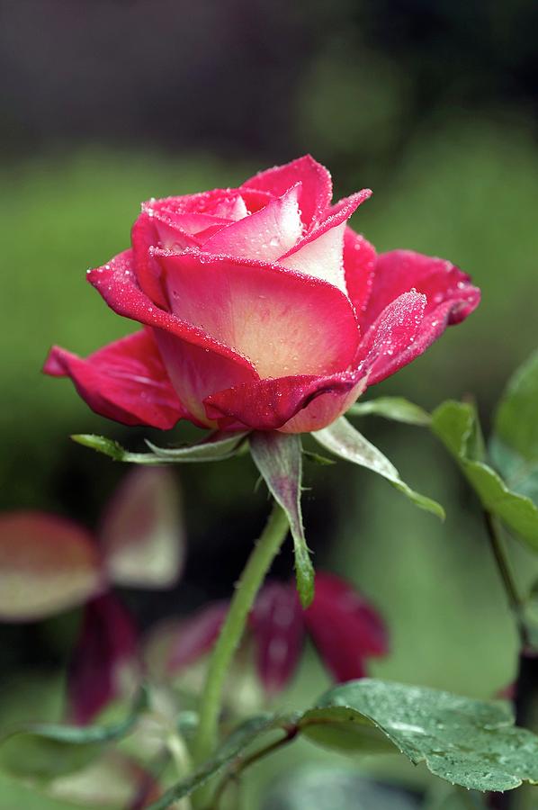 Hybrid Tea Rose bicolette Photograph by Brian Gadsby/science Photo Library