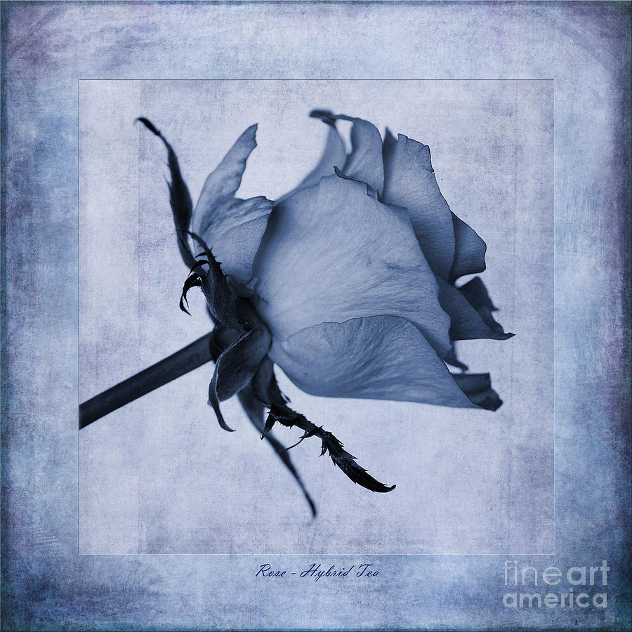 Hybrid Tea Rose Cyanotype Photograph