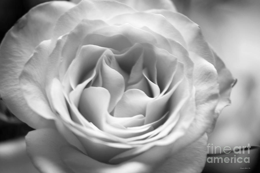 Hybrid Tea Rose in B W Photograph by Connie Fox