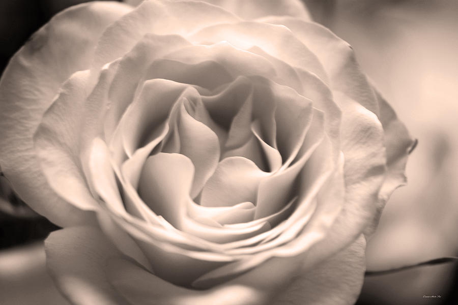Hybrid Tea Rose in Luminous Sepia Photograph by Connie Fox