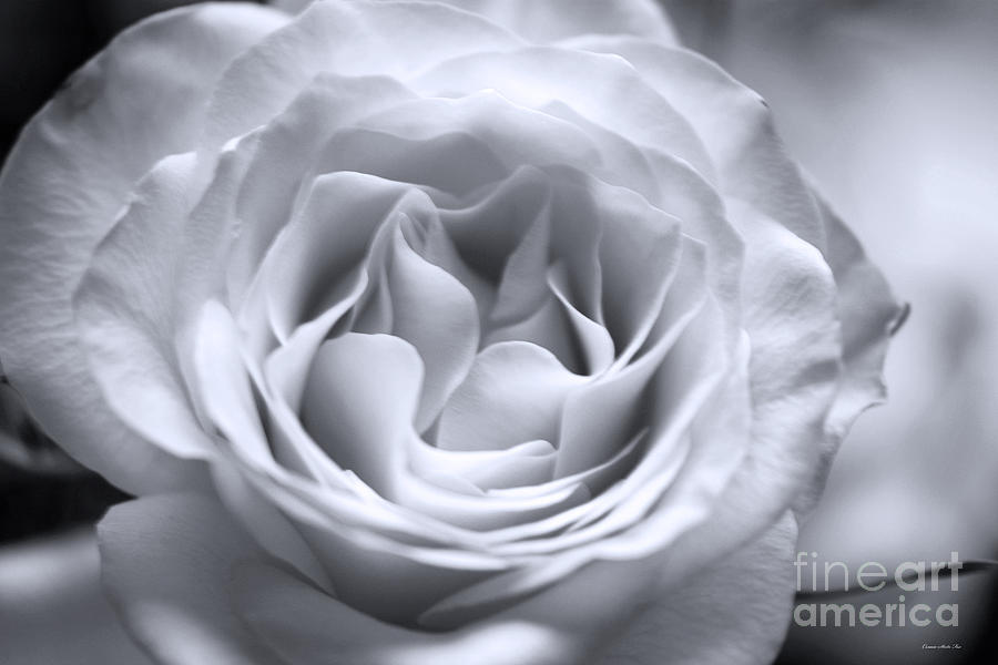 Hybrid Tea Rose in Soft Platinum Photograph by Connie Fox