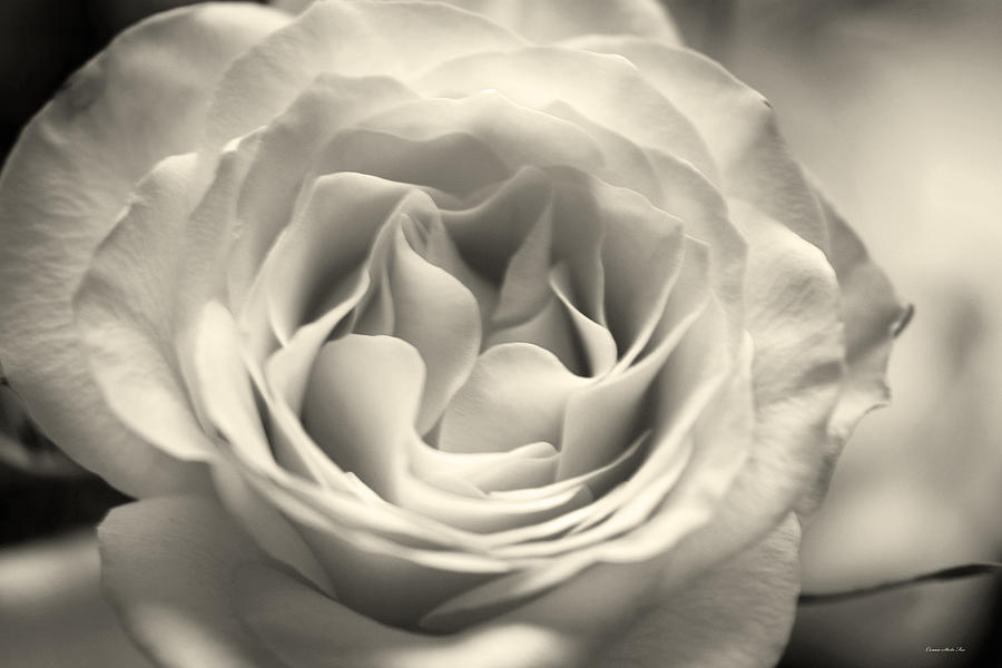 Hybrid Tea Rose in Soft Taupe Photograph by Connie Fox