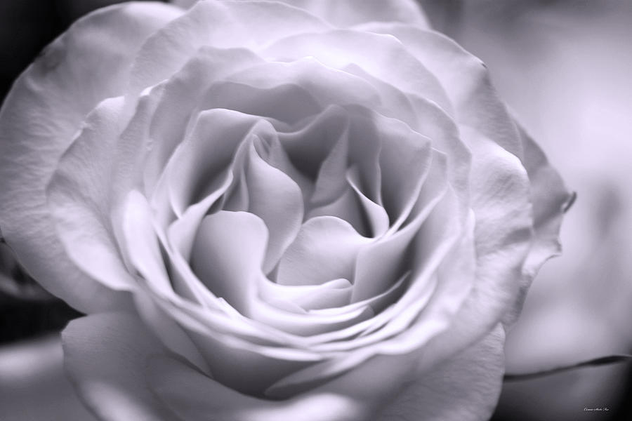 Hybrid Tea Rose in Soft Violet Photograph by Connie Fox