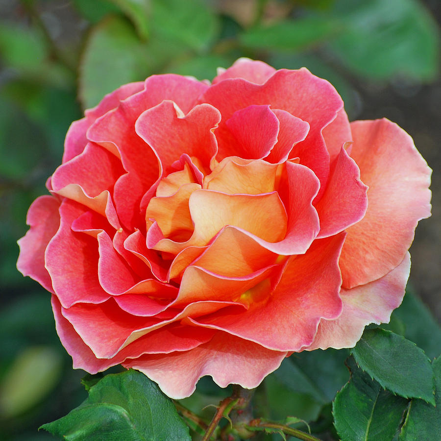 Hybrid Tea Rose Photograph