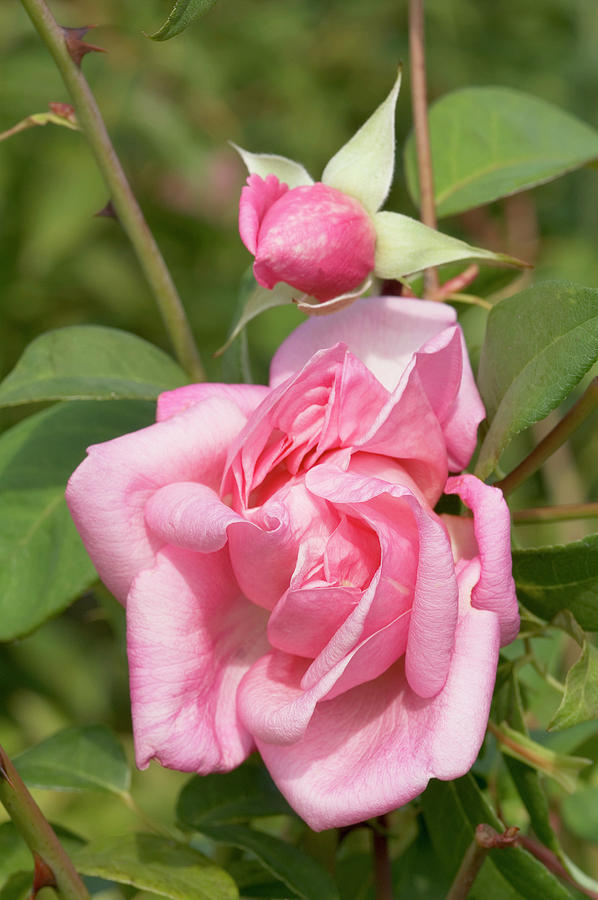 Hybrid Tea Rose (rosa andreola Vettori) Photograph by Brian Gadsby/science Photo Library