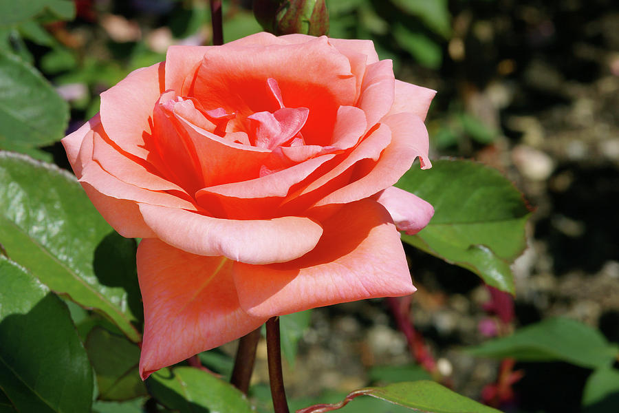 Hybrid Tea Rose (rosa blessings) Photograph by Neil Joy/science Photo Library