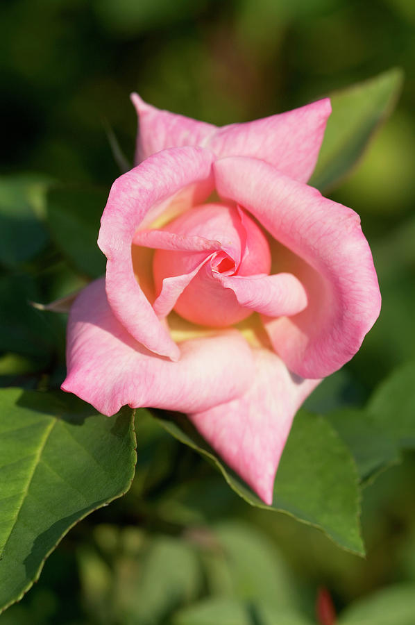 Hybrid Tea Rose (rosa bridesmaid) Photograph by Brian Gadsby/science Photo Library