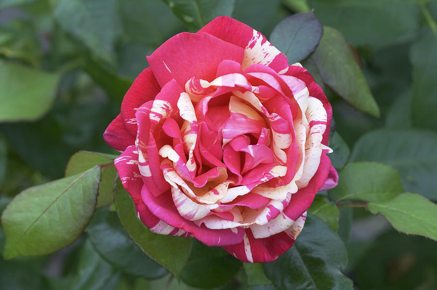 Hybrid Tea Rose (rosa broceliande) Photograph by Brian Gadsby/science Photo Library
