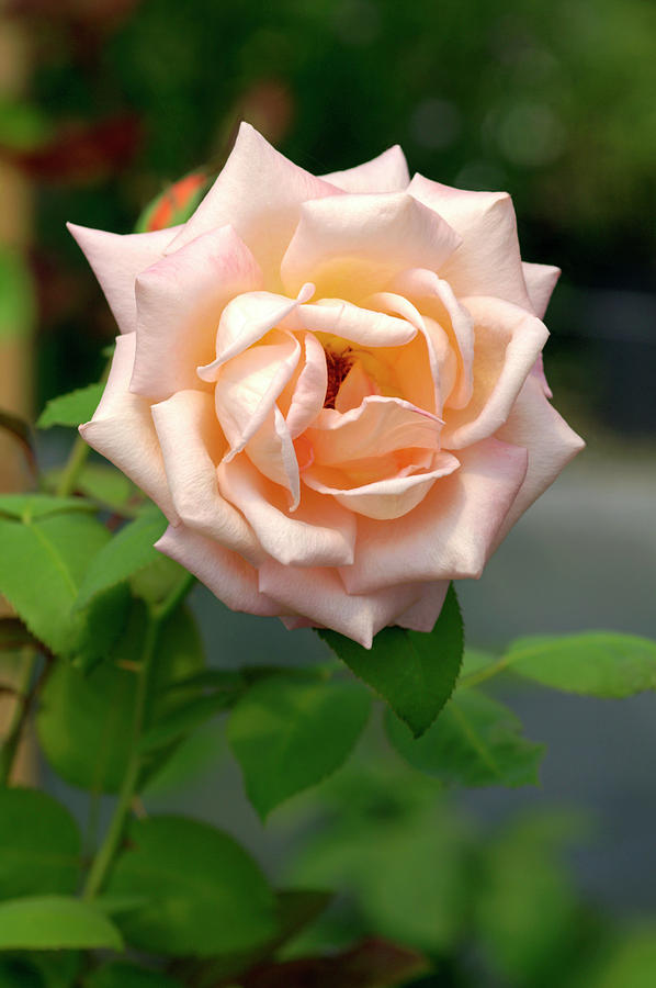 Hybrid Tea Rose (rosa ecole D Ecully) Photograph by Brian Gadsby/science Photo Library