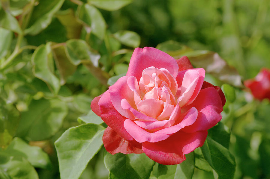 Hybrid Tea Rose (rosa general Gallieni) Photograph by Brian Gadsby/science Photo Library