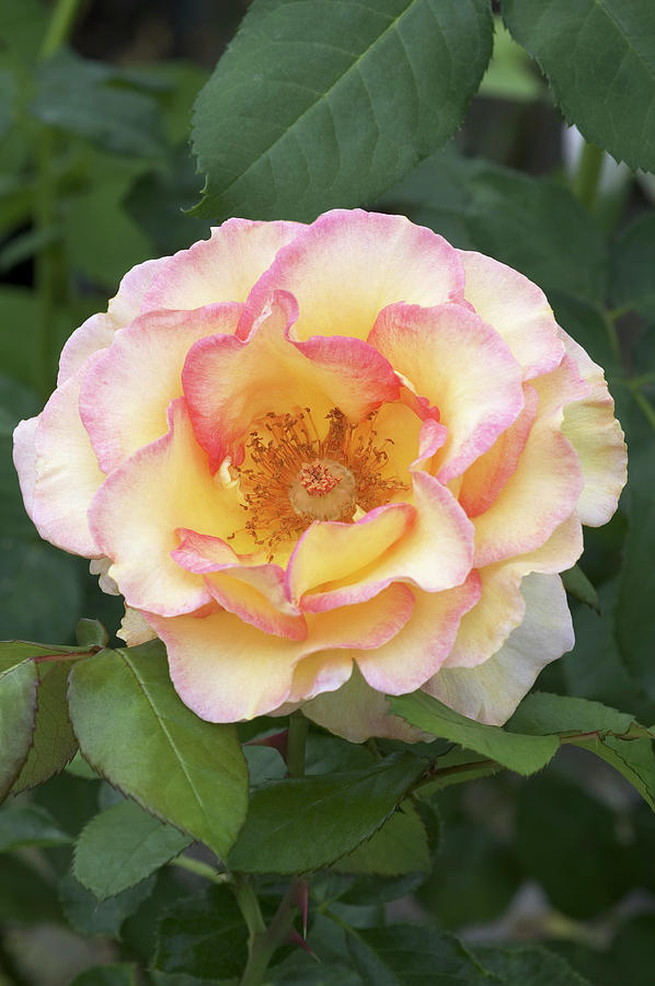Hybrid Tea Rose (rosa jules Verne) Photograph by Brian Gadsby/science Photo Library
