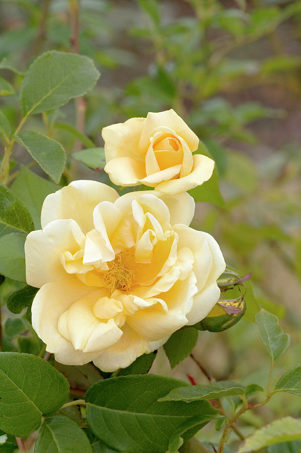 Hybrid Tea Rose (rosa lady Plymouth) Photograph by Brian Gadsby/science Photo Library