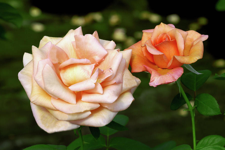 Hybrid Tea Rose (rosa lolita) Photograph by Brian Gadsby/science Photo Library