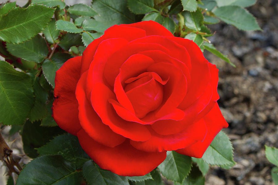 Nature Photograph - Hybrid Tea Rose (rosa loving Memory) by Neil Joy/science Photo Library