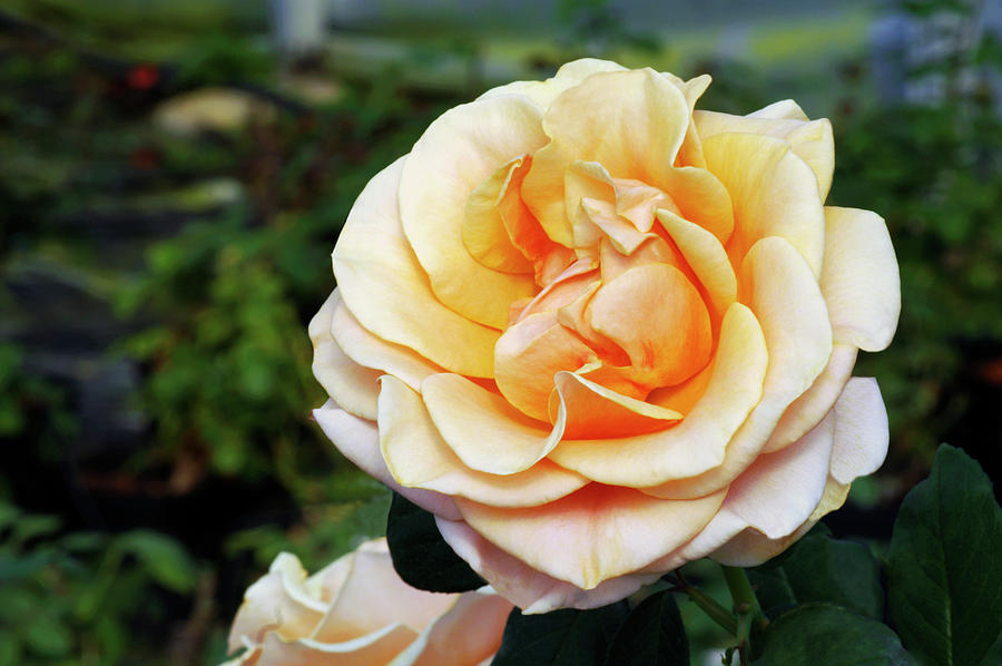 Hybrid Tea Rose (rosa marilyn Monroe) Photograph by Brian Gadsby/science Photo Library