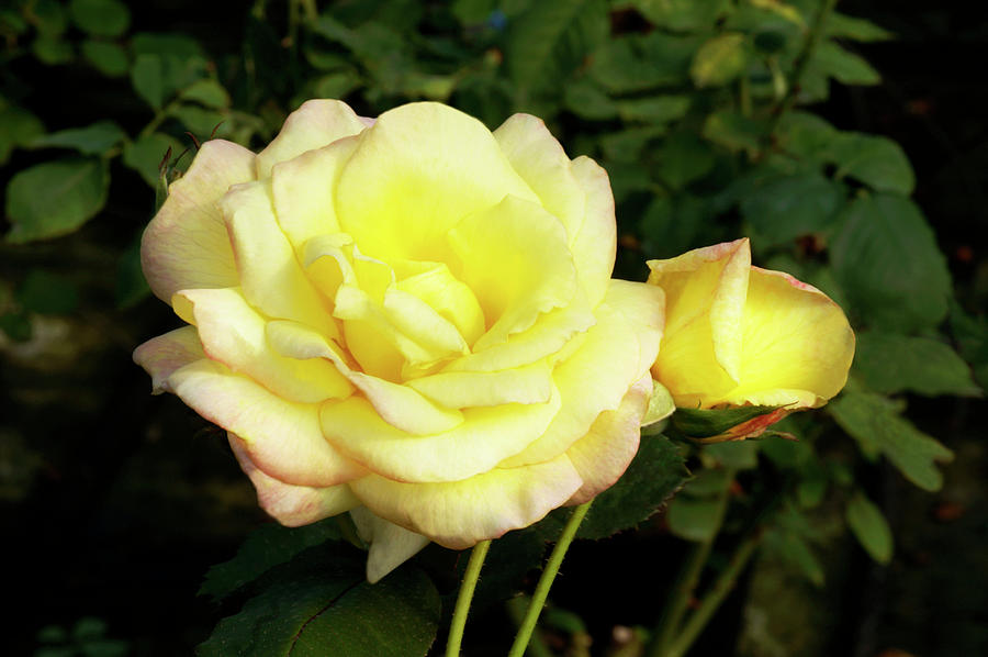 Hybrid Tea Rose (rosa mon Cheri) Photograph by Brian Gadsby/science Photo Library