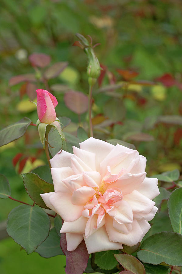 Hybrid Tea Rose (rosa nabonnand) Photograph by Brian Gadsby/science Photo Library