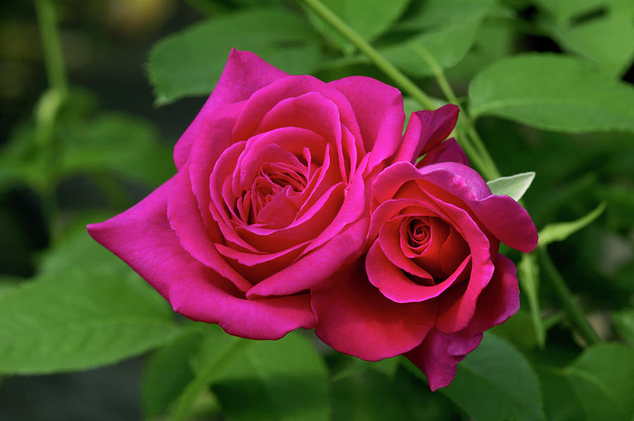Hybrid Tea Rose (rosa 'parfum D'armor') Photograph by Brian Gadsby ...