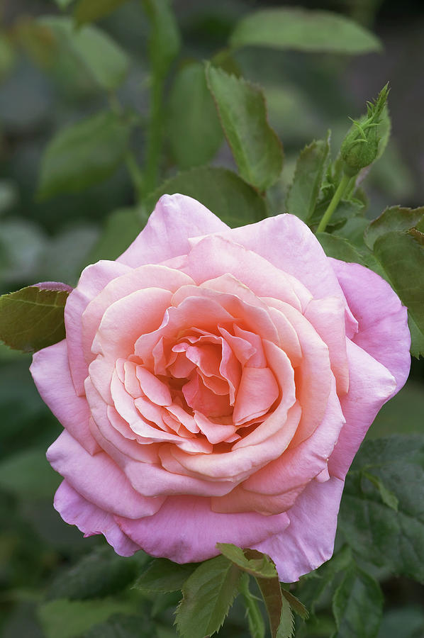 Hybrid Tea Rose (rosa silver Jubilee) Photograph by Brian Gadsby/science Photo Library