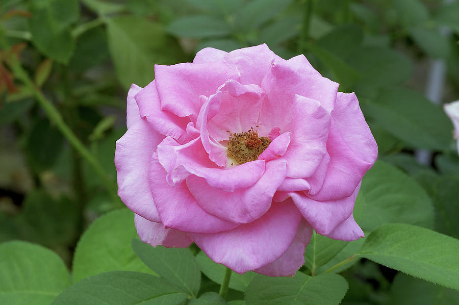 Hybrid Tea Rose (rosa ultimate Pink) Photograph by Brian Gadsby/science Photo Library