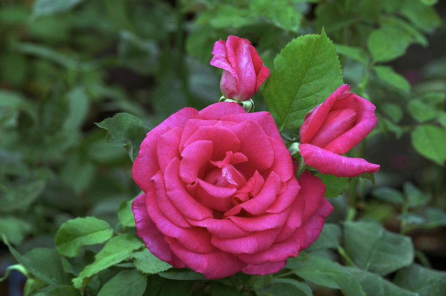 Hybrid Tea Rose (rosa xxl) Photograph by Brian Gadsby/science Photo Library