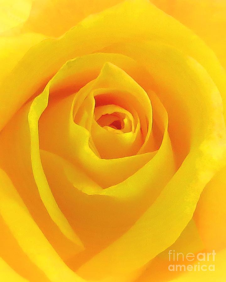 Hybrid Tea Rose - Yellow Photograph by Scott Cameron