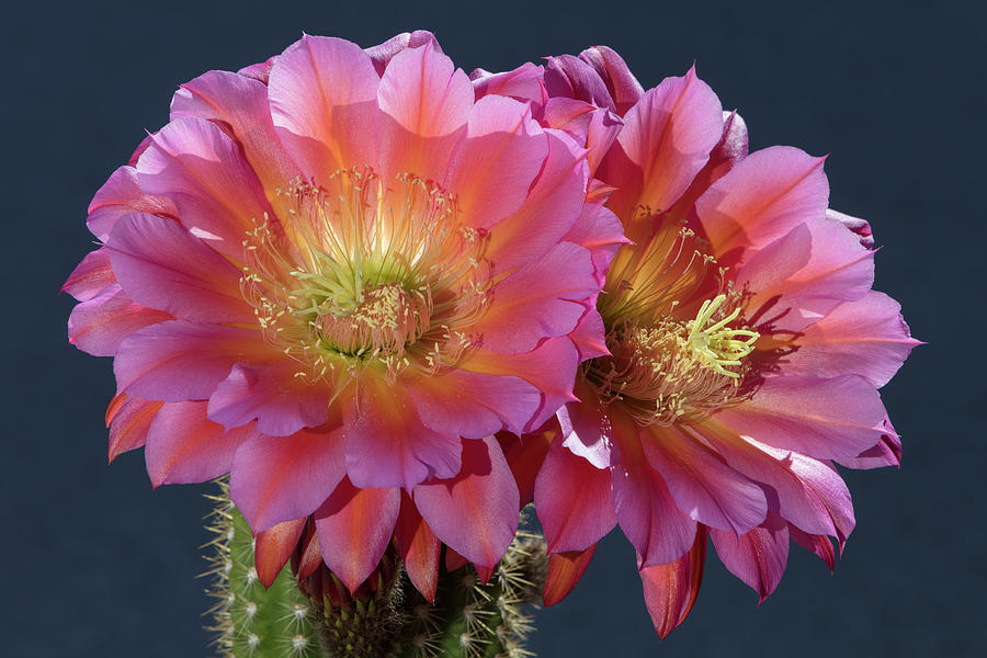 Hybrid Torch Cactus Photograph by Phil DEGGINGER
