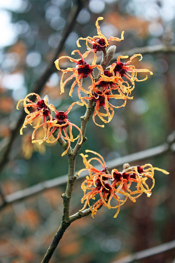 Spring Photograph - Hybrid Witch Hazel by Gerry Bates