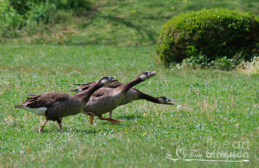 Hybrids Canada/Greylag Goose 20120421_169a Photograph by Tina Hopkins