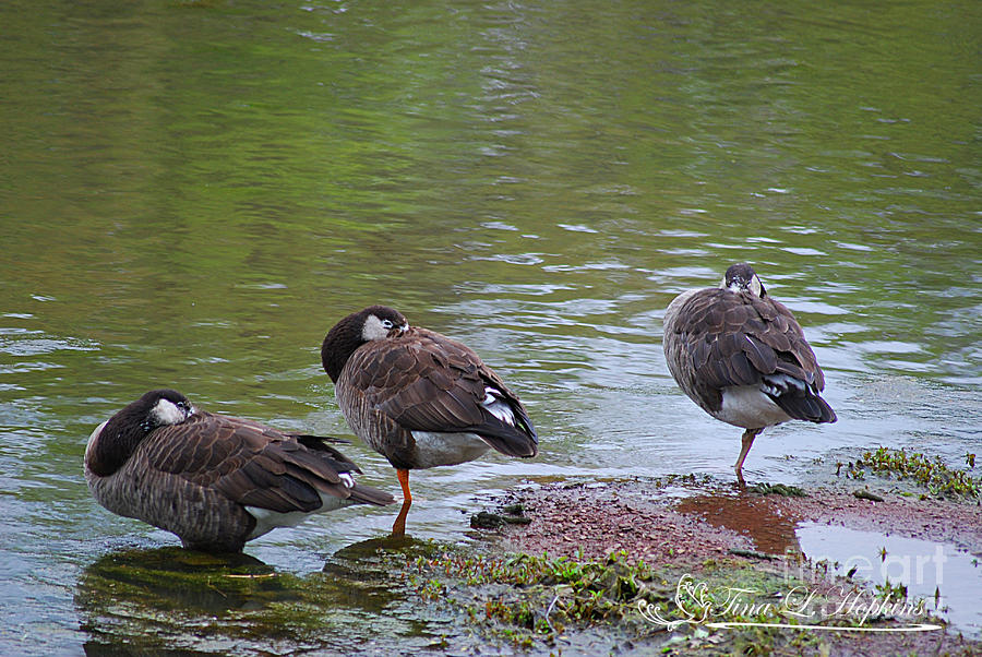 Hybrids Canada/Greylag Goose 20120423_132a Photograph by Tina Hopkins