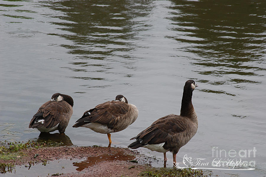 Hybrids Canada/Greylag Goose 20120423_63a Photograph by Tina Hopkins