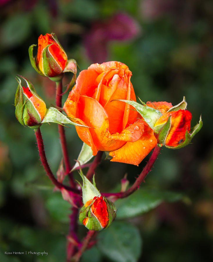 Hyde Park Roses Photograph by Ross Henton