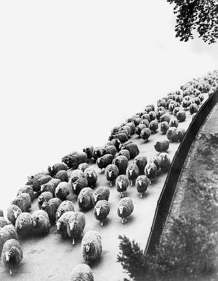 Hyde Park Photograph - Hyde Park Sheep Flock by Underwood Archives