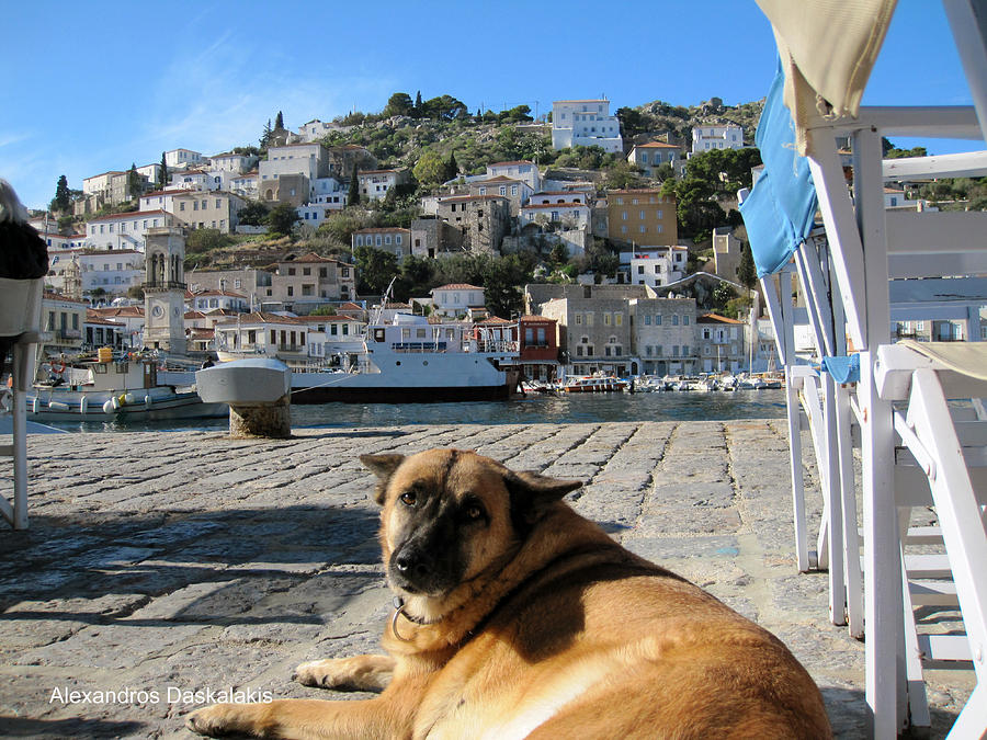 Hydra and Dog Photograph by Alexandros Daskalakis