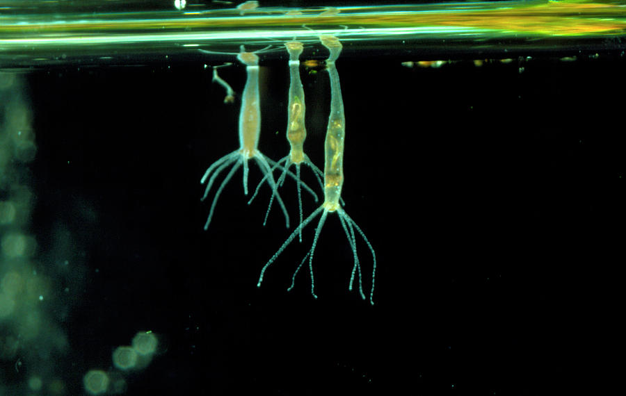 Hydra Beneath Water Surface Photograph by Sinclair Stammers/science ...