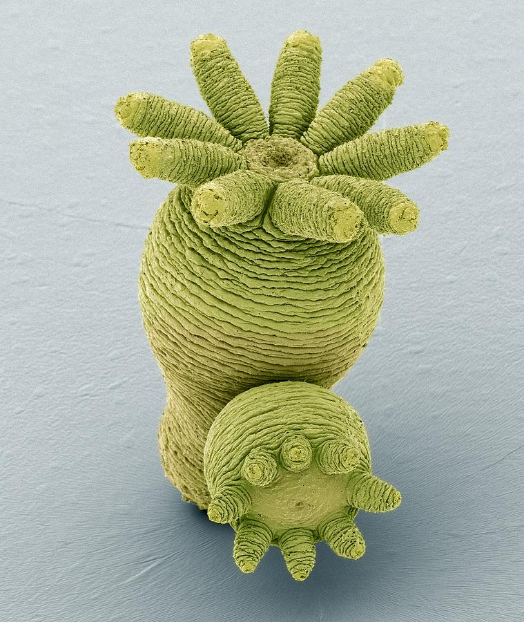 Hydra Budding Sem Photograph By Science Photo Library Fine Art America 8006