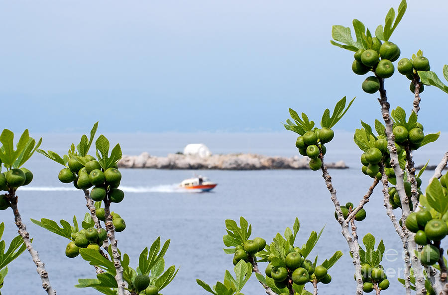 Hydra island during springtime Photograph by George Atsametakis