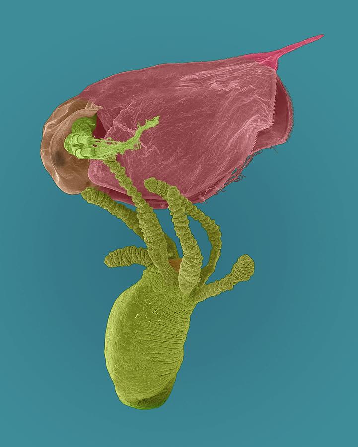 Hydra Sp. Capturing Daphnia Sp. Photograph by Dennis Kunkel Microscopy/science Photo Library